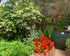22' Growing Dome Greenhouse Kit
